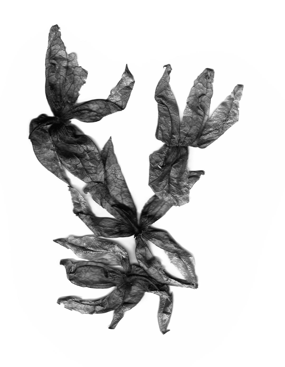 Saskia de Brauw Zefyr Life art